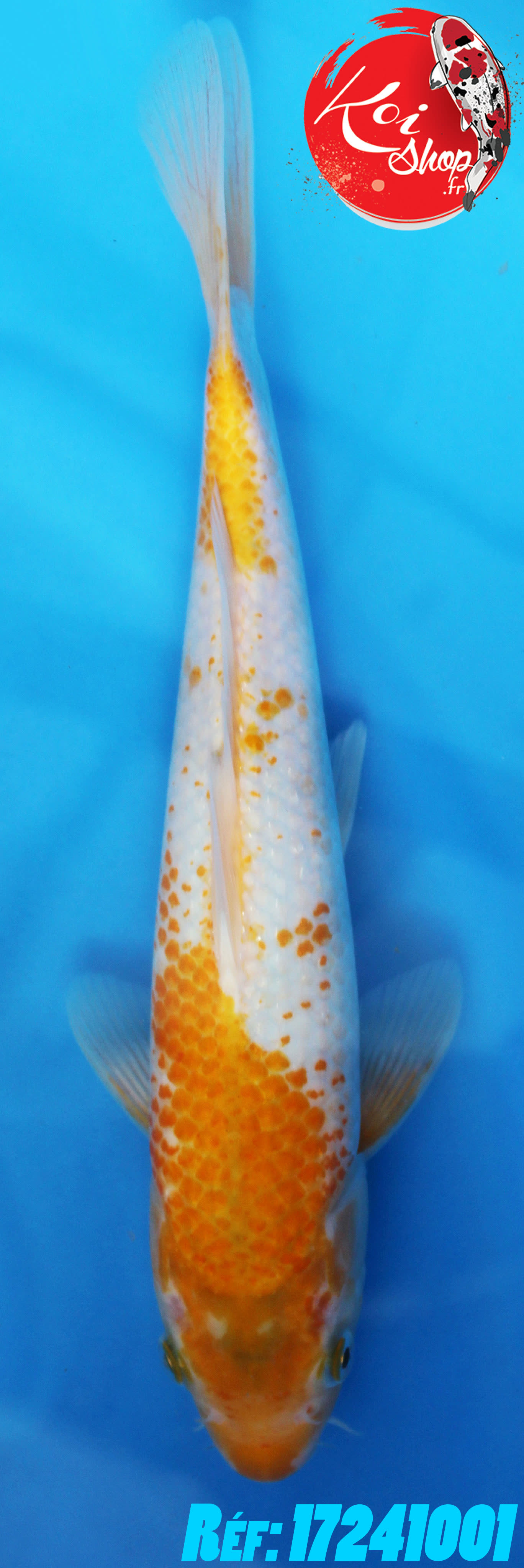 Hajiro 20-25cm