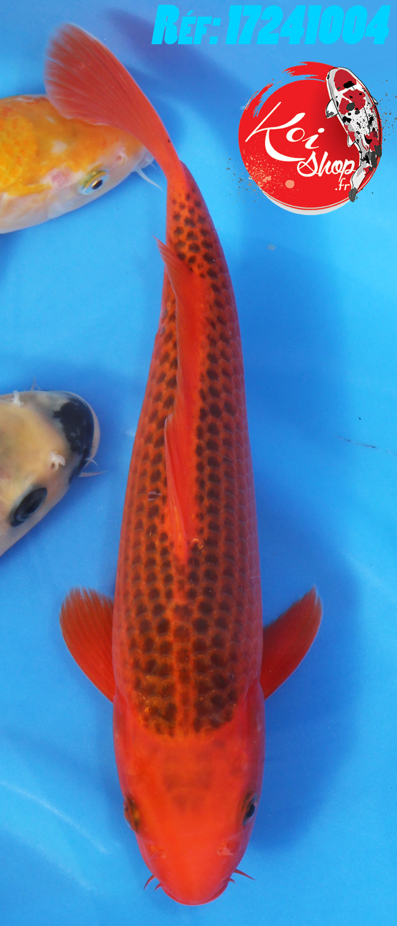 Matsuba 20-25cm