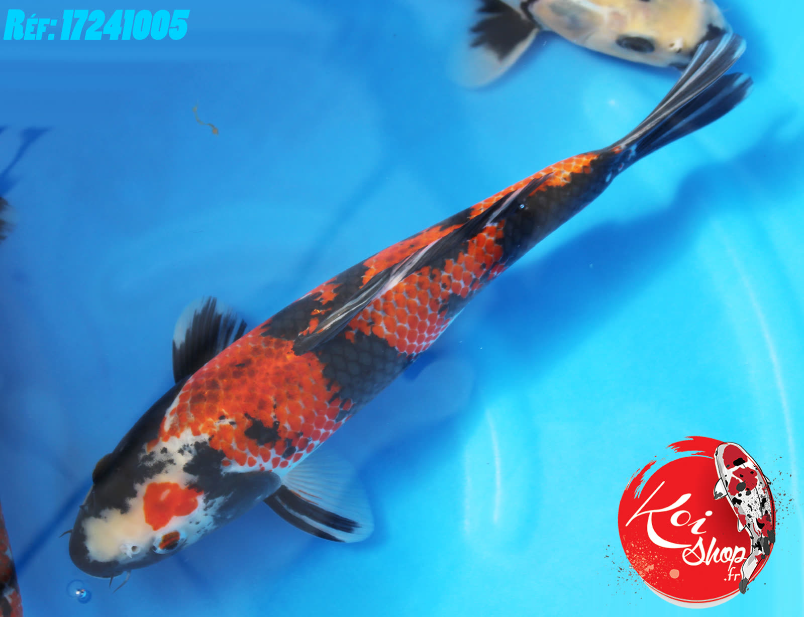 Kage Showa 20-25cm