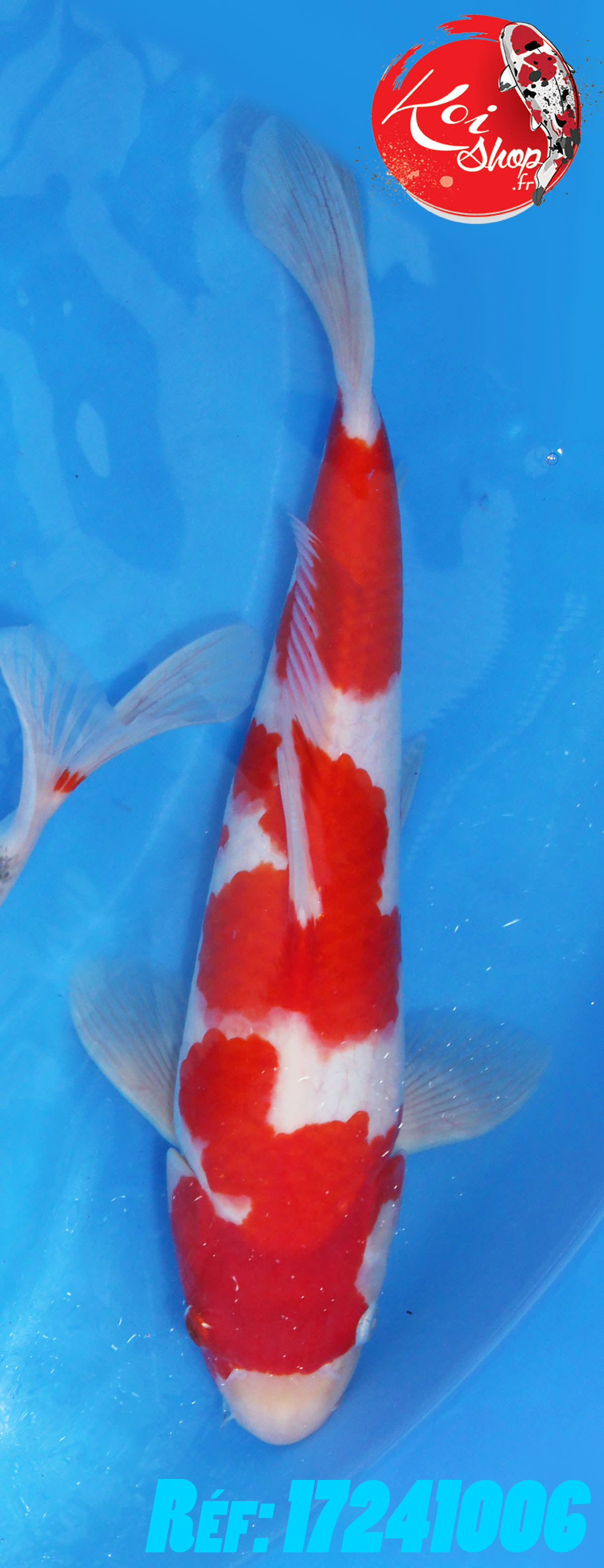 Kohaku environ 30cm