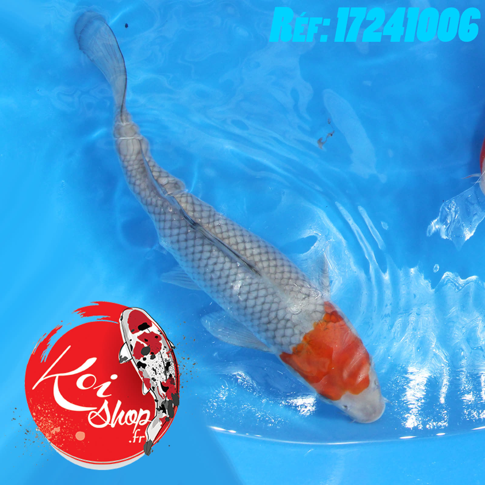 Ochiba casquée environ 25cm