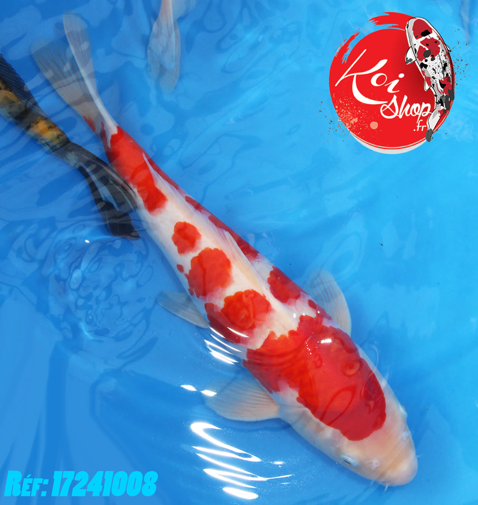 Kohaku 35cm environ