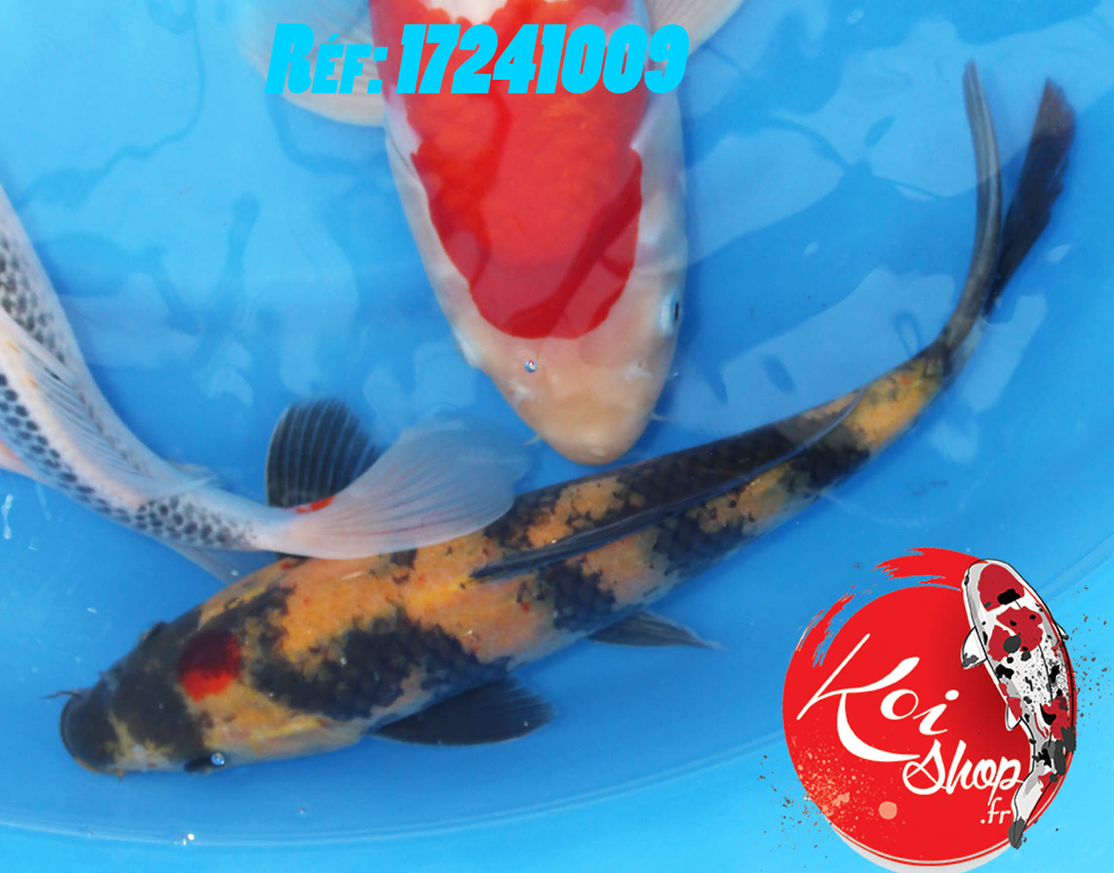 Ki Utsuri Tancho environ 25cm
