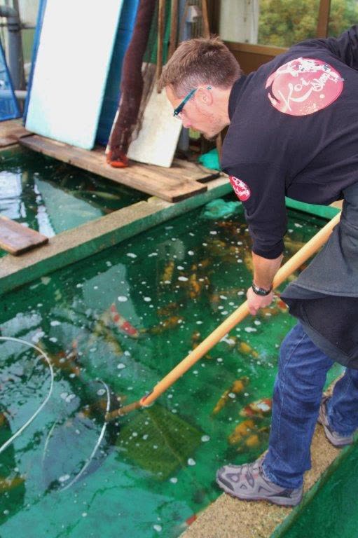 La sélection dans un bassin de ki utsuri pour choisir un seul beau koï!