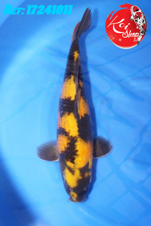 Ki Utsuri