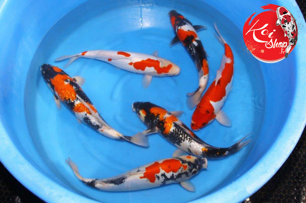 Voyage de sélection de koï au Japon, 24 octobre 2017 — Mardi 24 octobre, sur les chapeaux de roues