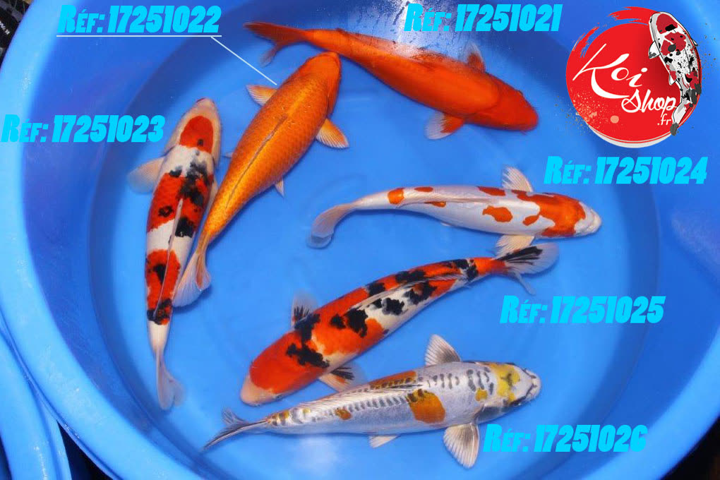 Sélection chez Marusaka en 40-45cm