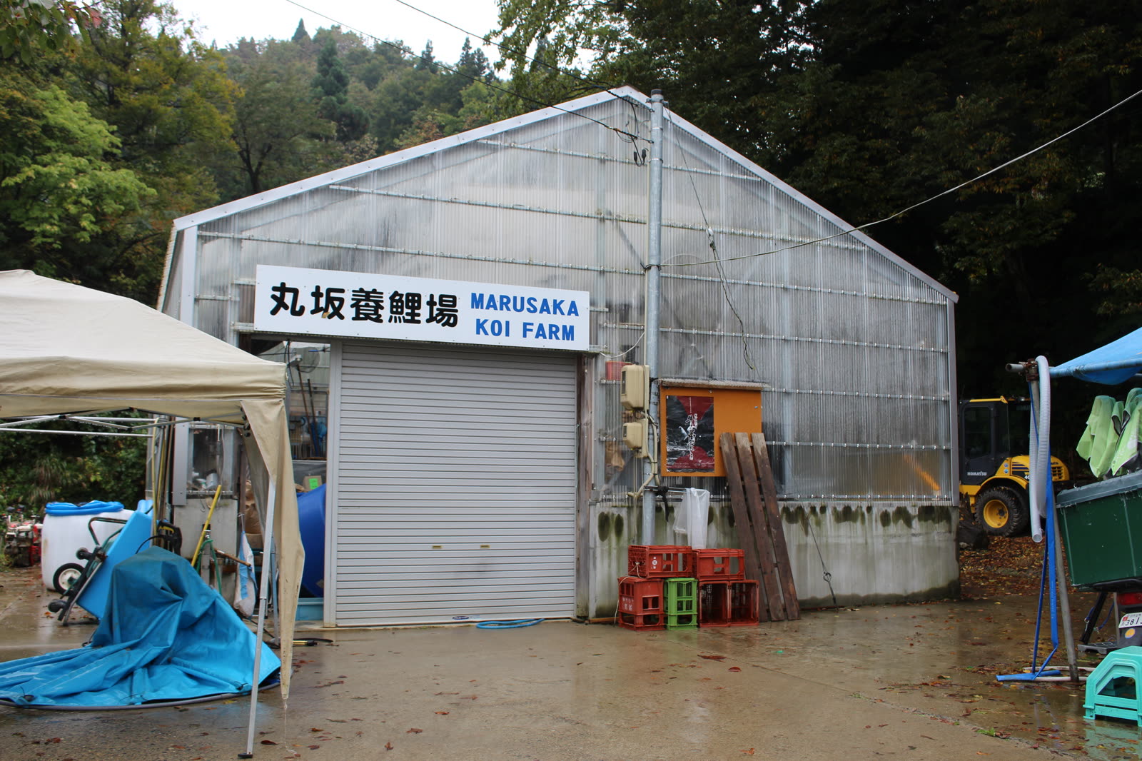Marusaka koï Farm