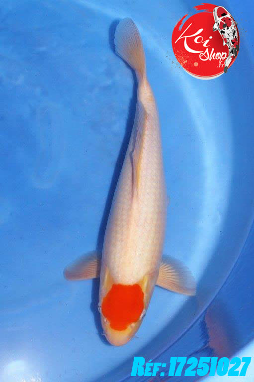 Tancho Kohaku 45cm de chez Yagenji