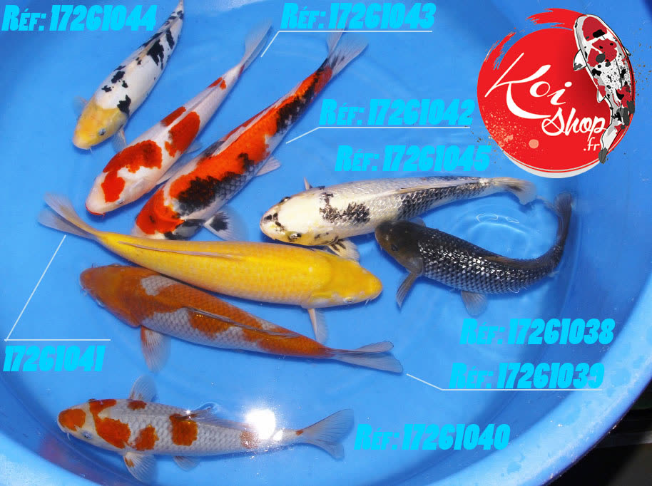 Nisaï mix