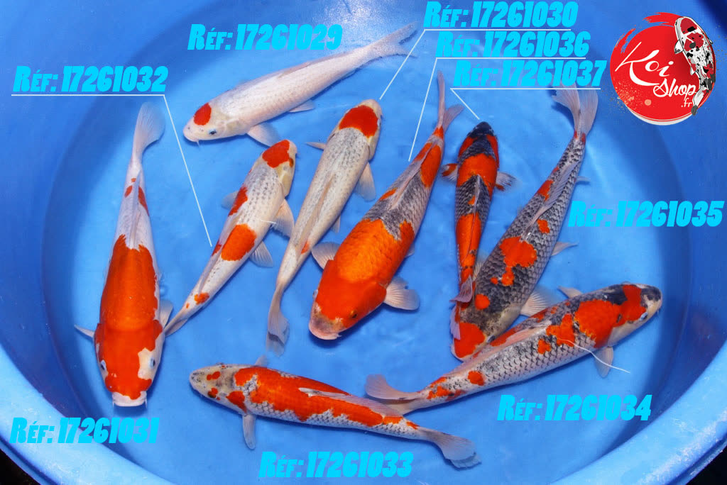 Goshiki 30-35cm
