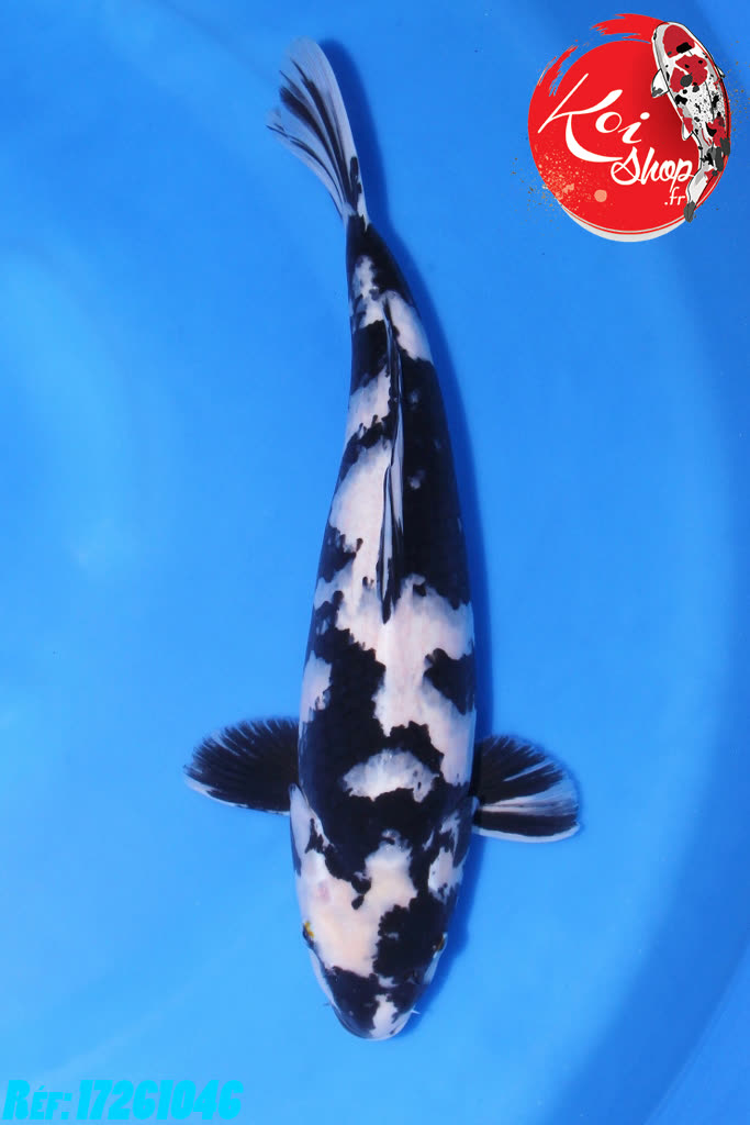 Sansaï Shiro-Utsuri Femelle 40-45cm