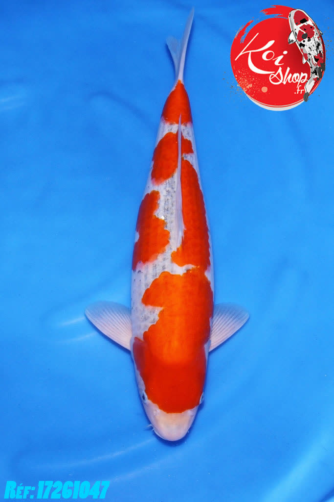 Sansaï Goshiki de chez Kanno 45-50cm
