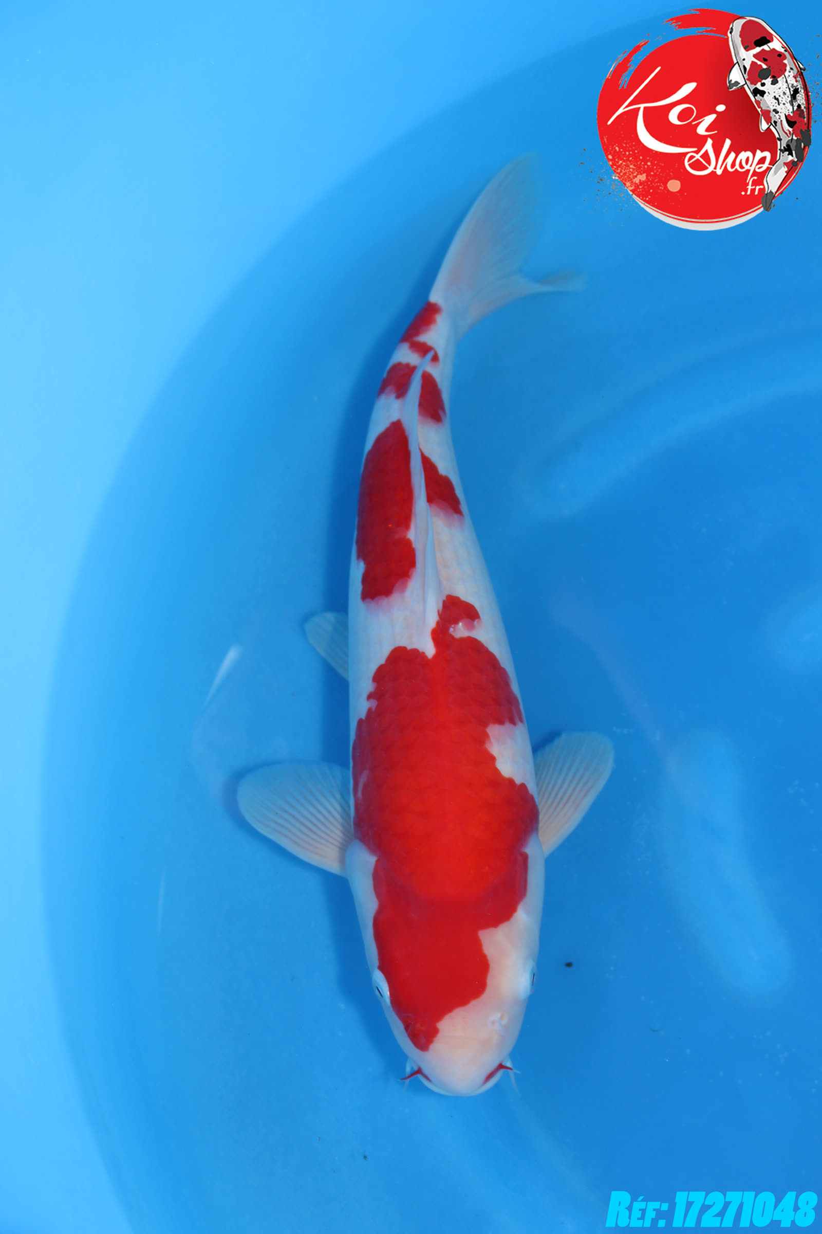 Kohaku de chez Hoshikin