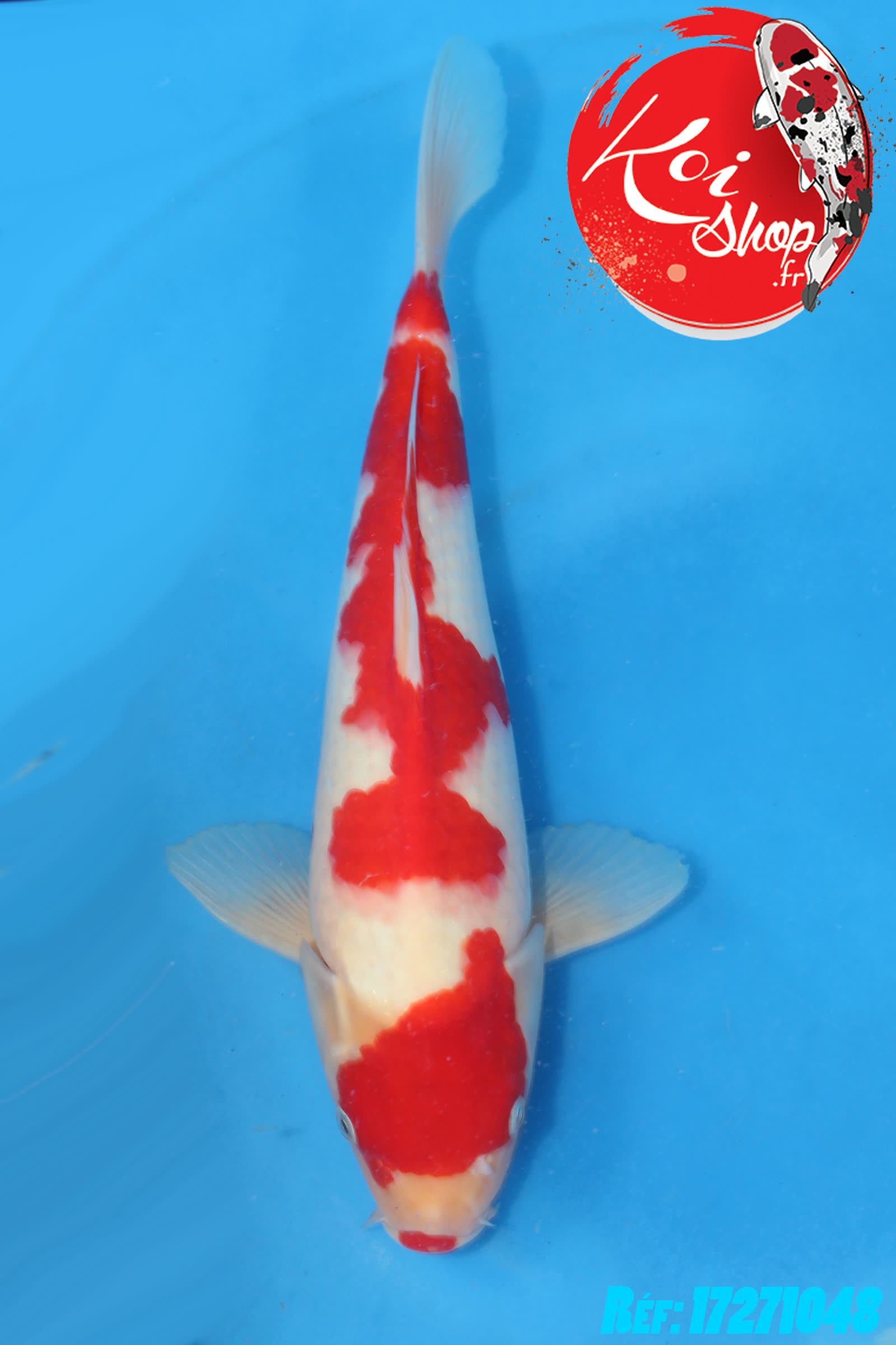Kohaku plus petit de chez Hoshikin