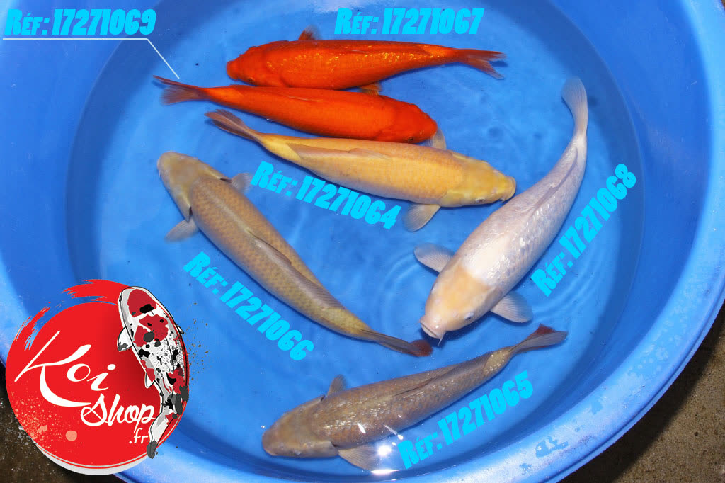Mix de chez Maruhiro, ici les plus grands sujets