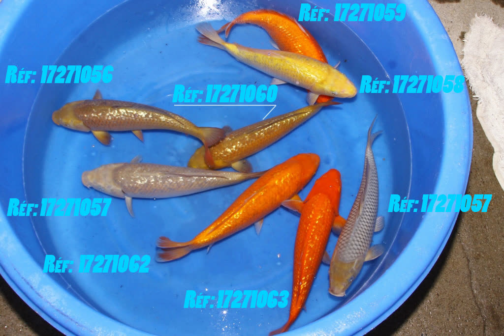 Mix de chez Maruhiro un peu plus petits