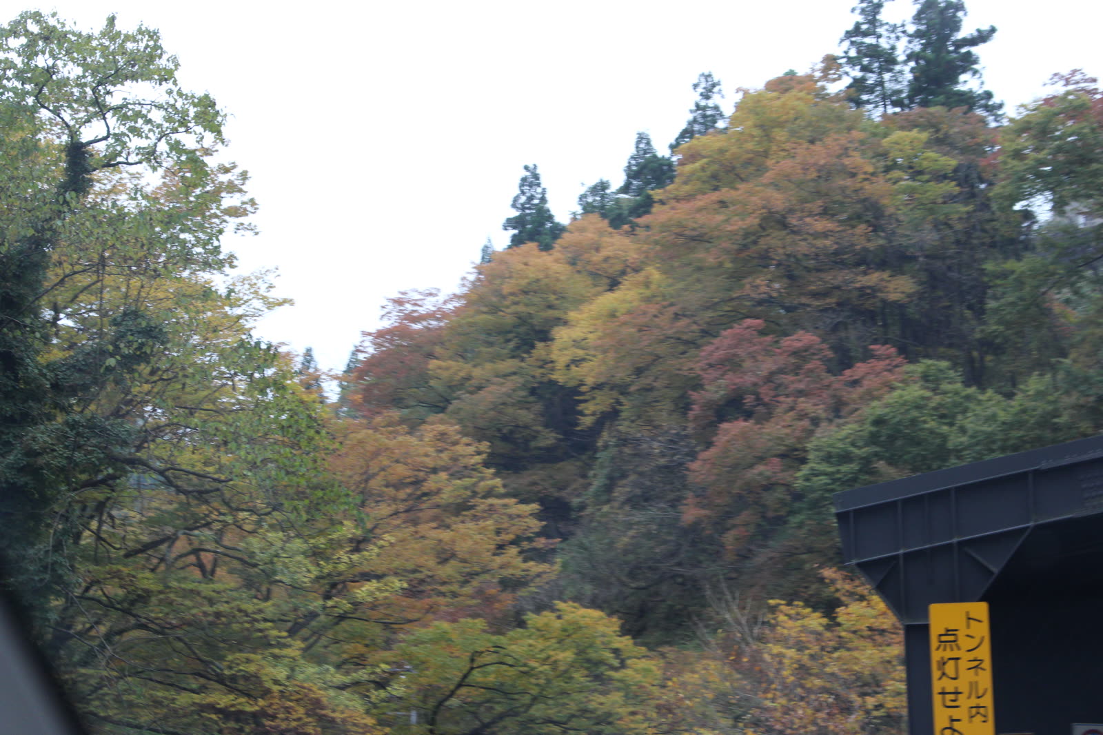 Voyage de sélection de koï au Japon, 28 octobre 2017 — Samedi 28 octobre 2017, recherche de Koï clients