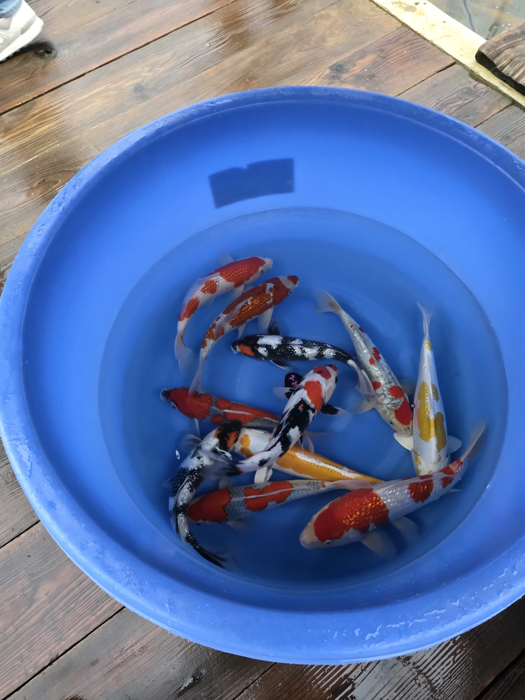 Une douzaine de koï dans la bassine de tri — kohaku, sanke et ogon mêlés
