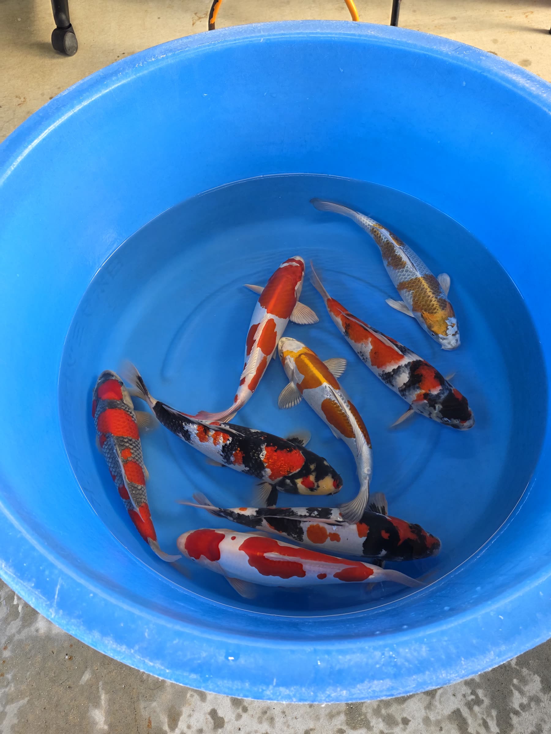 Bassine de sélection en plein soleil, dont un yamabuki et un shiro utsuri