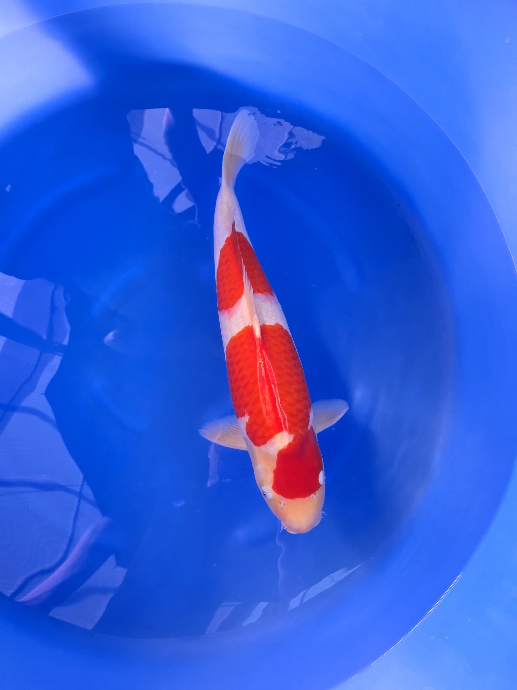 Portrait d’un kohaku dans l’eau claire, net jusqu’aux écailles