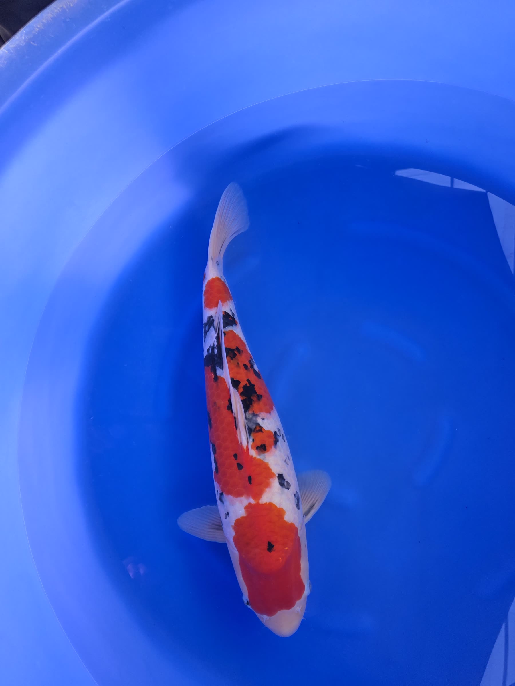 Un sanke sous la charpente de la serre, reflétée dans l’eau