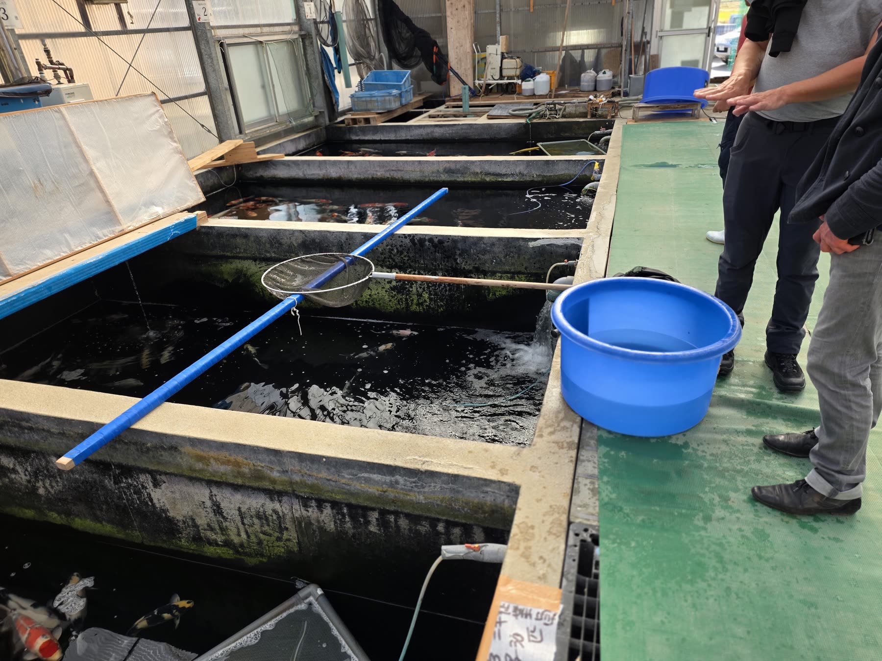 L’atelier de sélection: bassins béton, bassine bleue, épuisette à portée de main