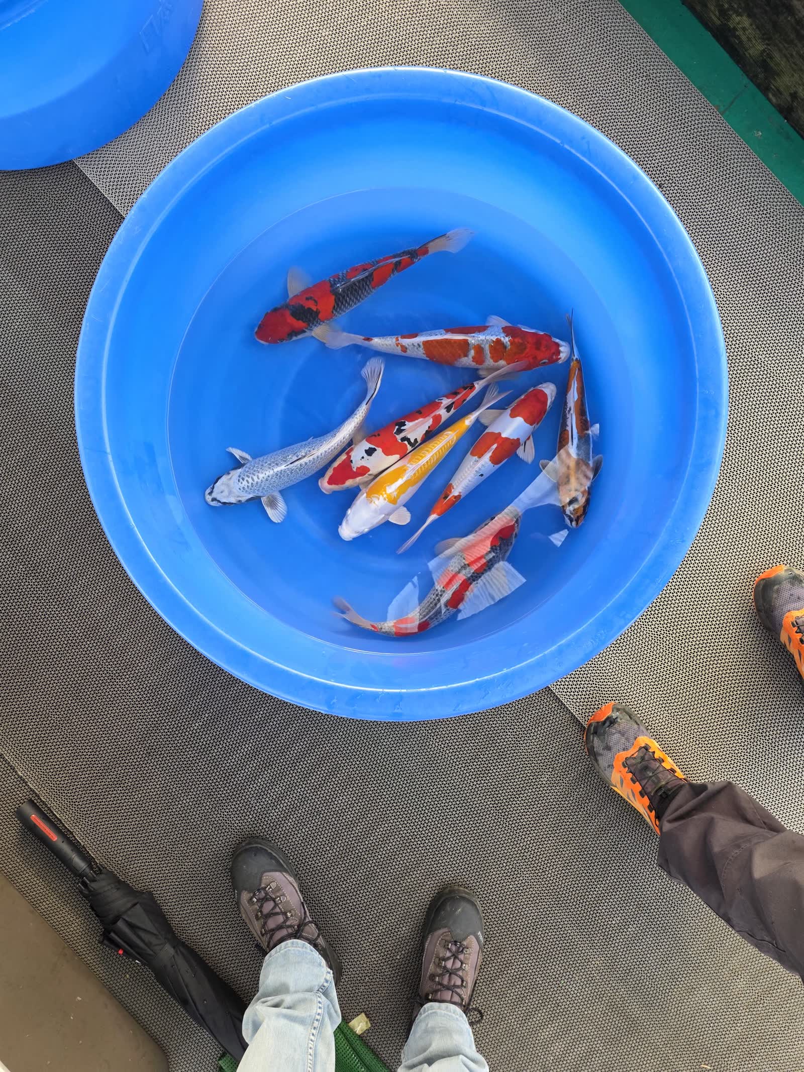 Le moment du choix, autour de la bassine