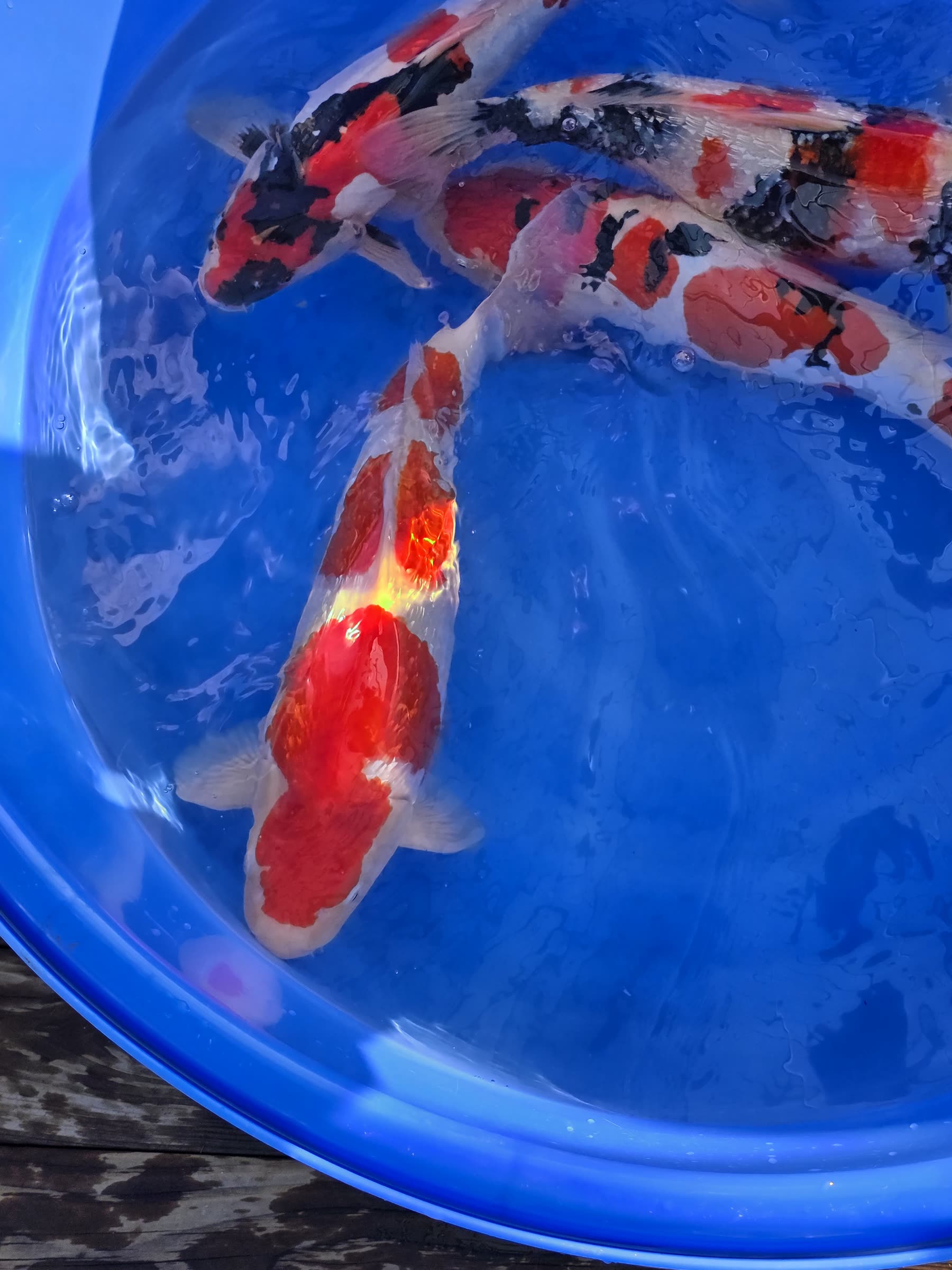 Kohaku en fin de journée, le rouge éclatant