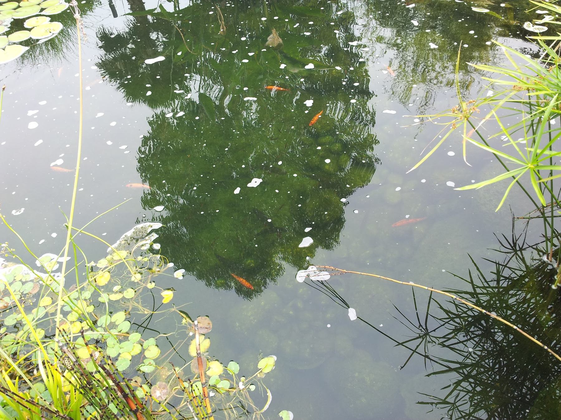 Vue plongeante sur la surface du bassin: des poissons rouges circulent entre les feuilles de nénuphar et les ombelles de papyrus