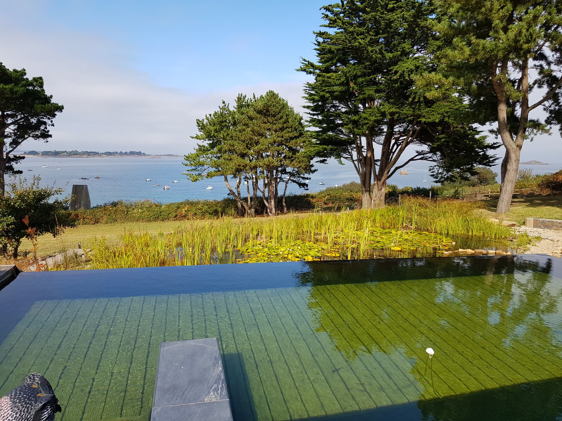 Le plan d’eau vu de la terrasse, la zone plantée de joncs à droite, la baie et les arbres au fond