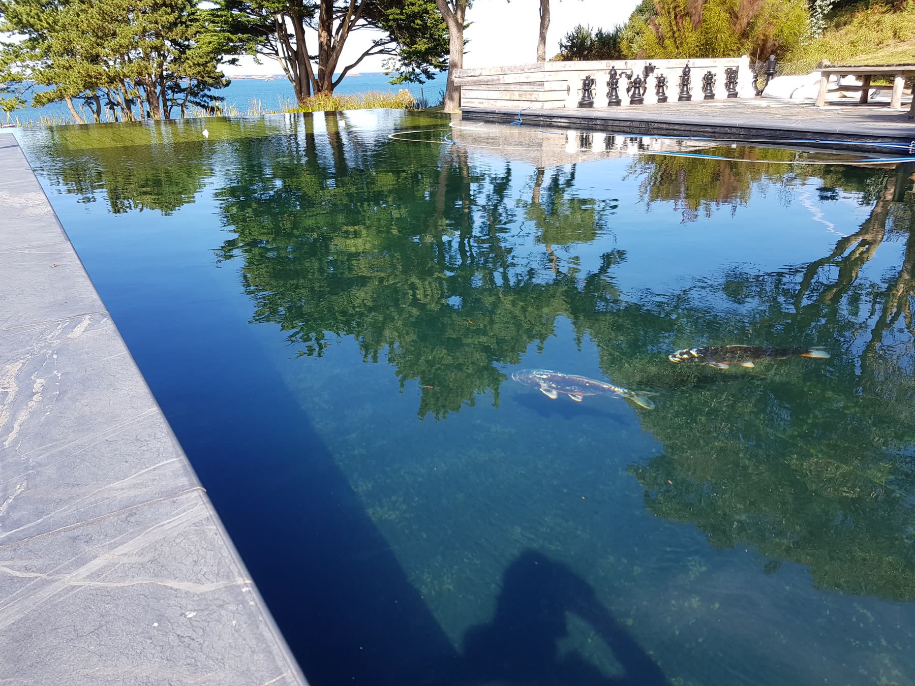 Deux koï nagent dans l’eau claire, le reflet des arbres à la surface