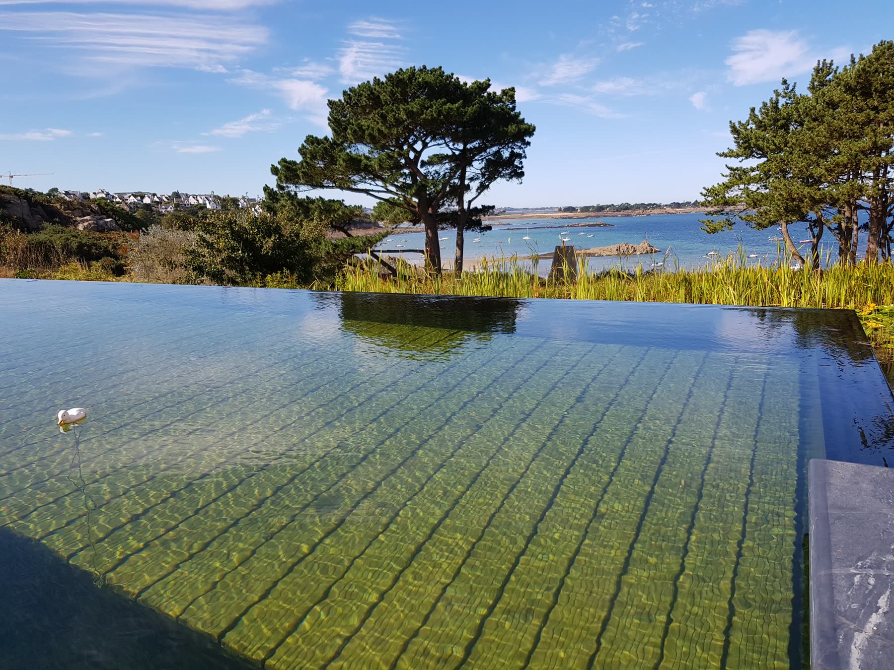 La ligne de débordement et la baie de Morlaix, un pin au-dessus de l’eau