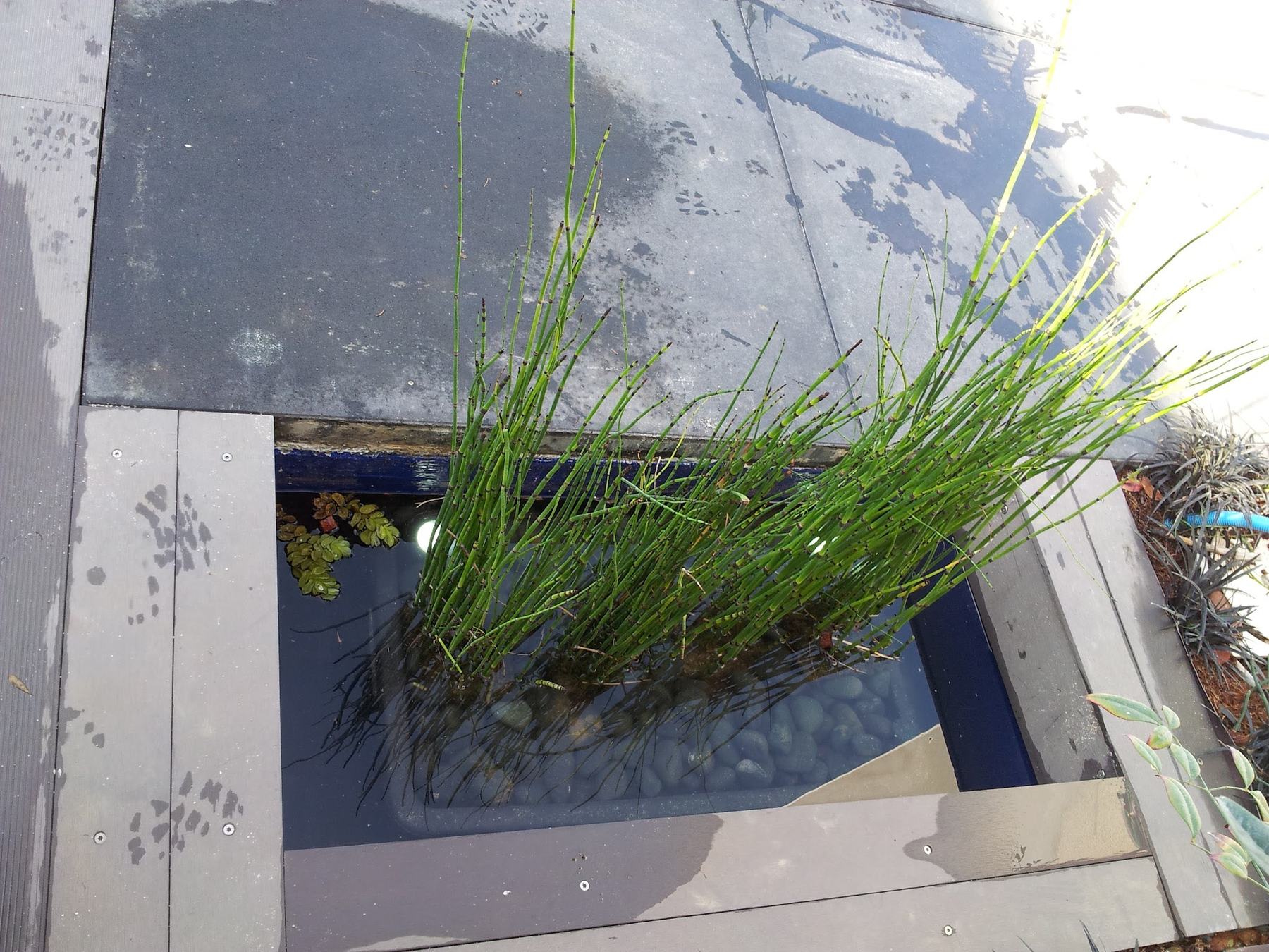 Gros plan sur un panier immergé posé au ras de l’eau: des joncs et des galets dedans, une dalle d’ardoise à côté, la terrasse composite autour