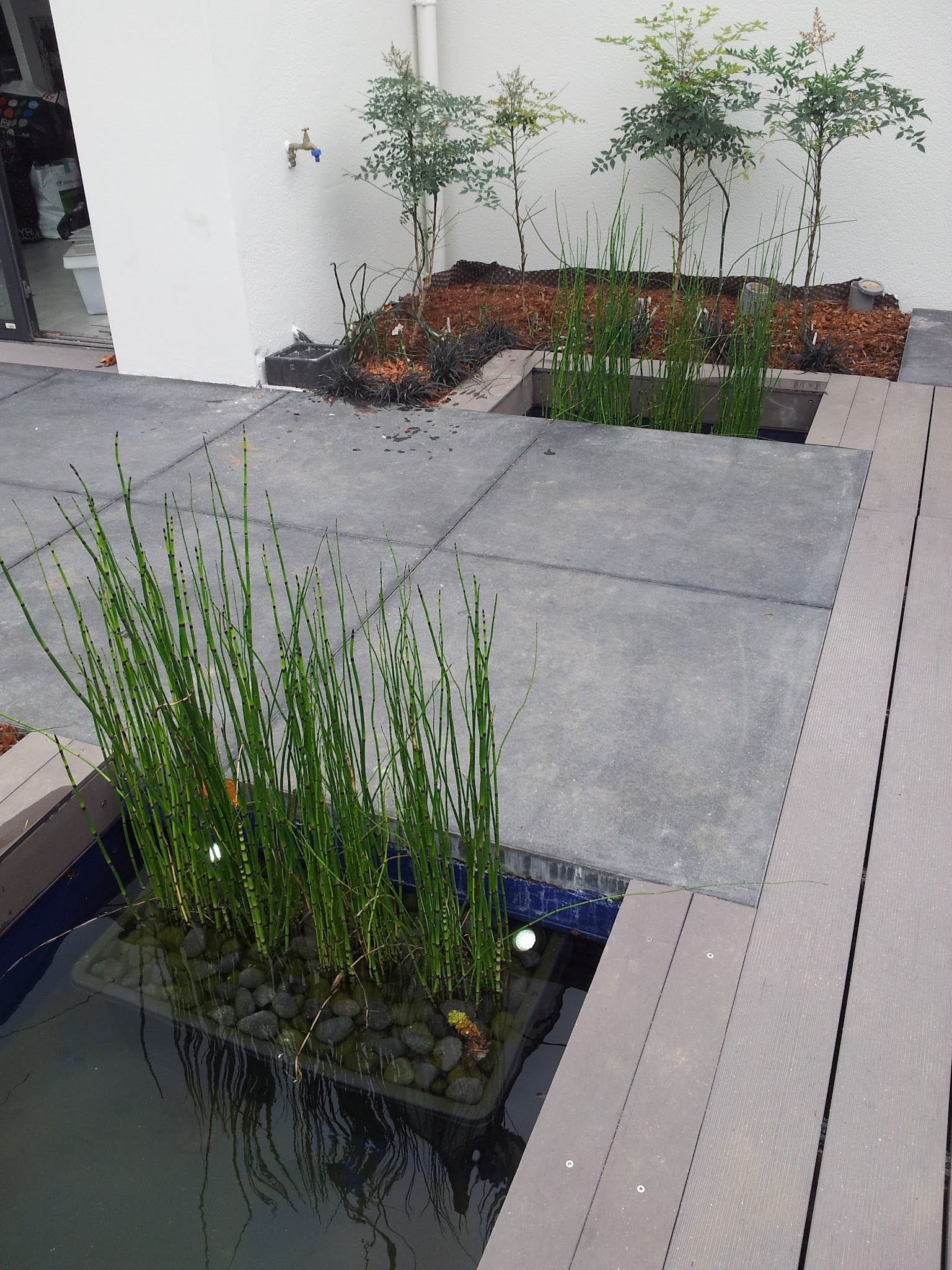 La branche étroite du bassin le long de la terrasse: des joncs plantés dans un panier immergé, des bambous en fond, l’eau sombre