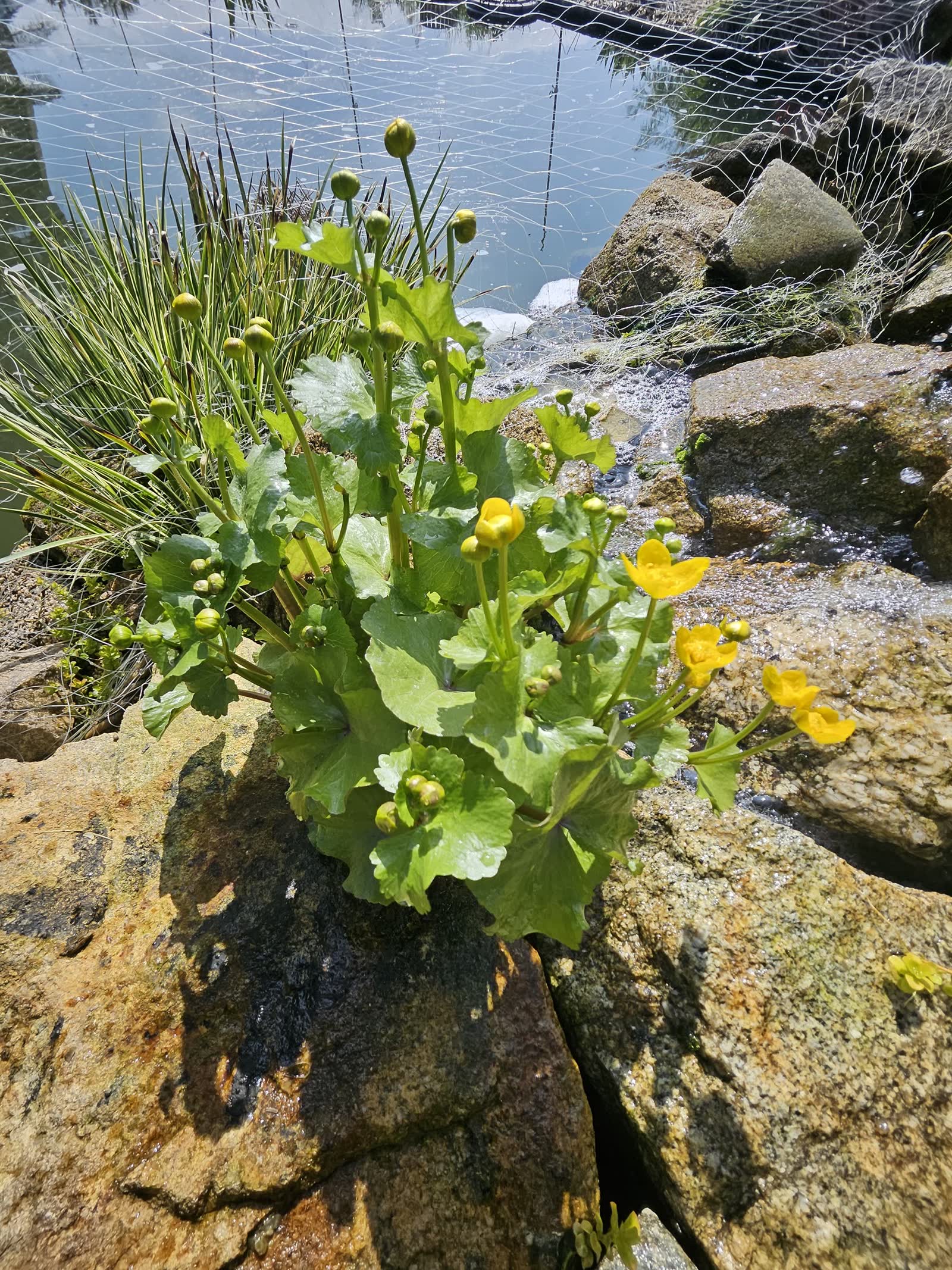 Un populage des marais en fleurs jaunes entre les rochers de la cascade, l’eau qui ruisselle à côté, un filet tendu au-dessus du bassin