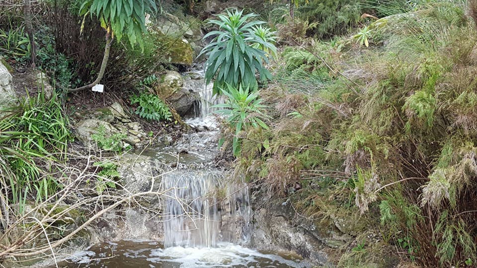 Le ruisseau descend en plusieurs sauts entre les rochers, les fougères et les vipérines